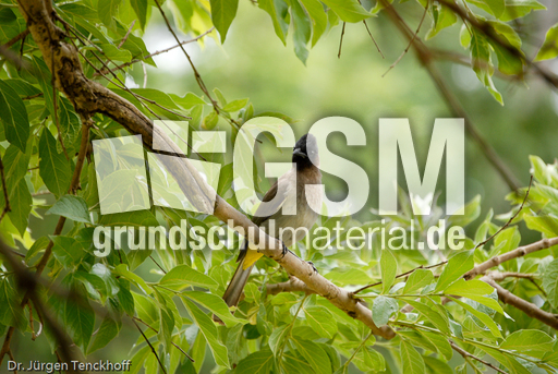 Graubülbül (3 von 5).jpg